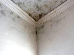 Best Comprehensive Air Testing for Mold Contaminants  in Alum Rock, CA